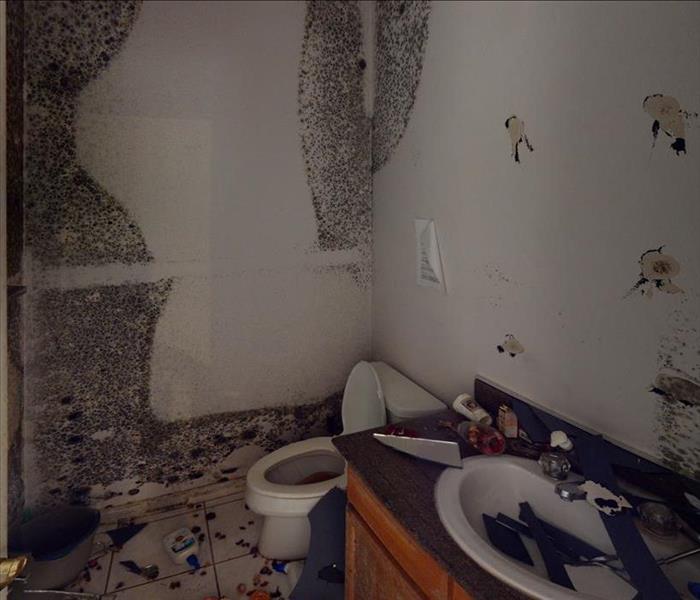 bathroom with mold on walls top to bottom